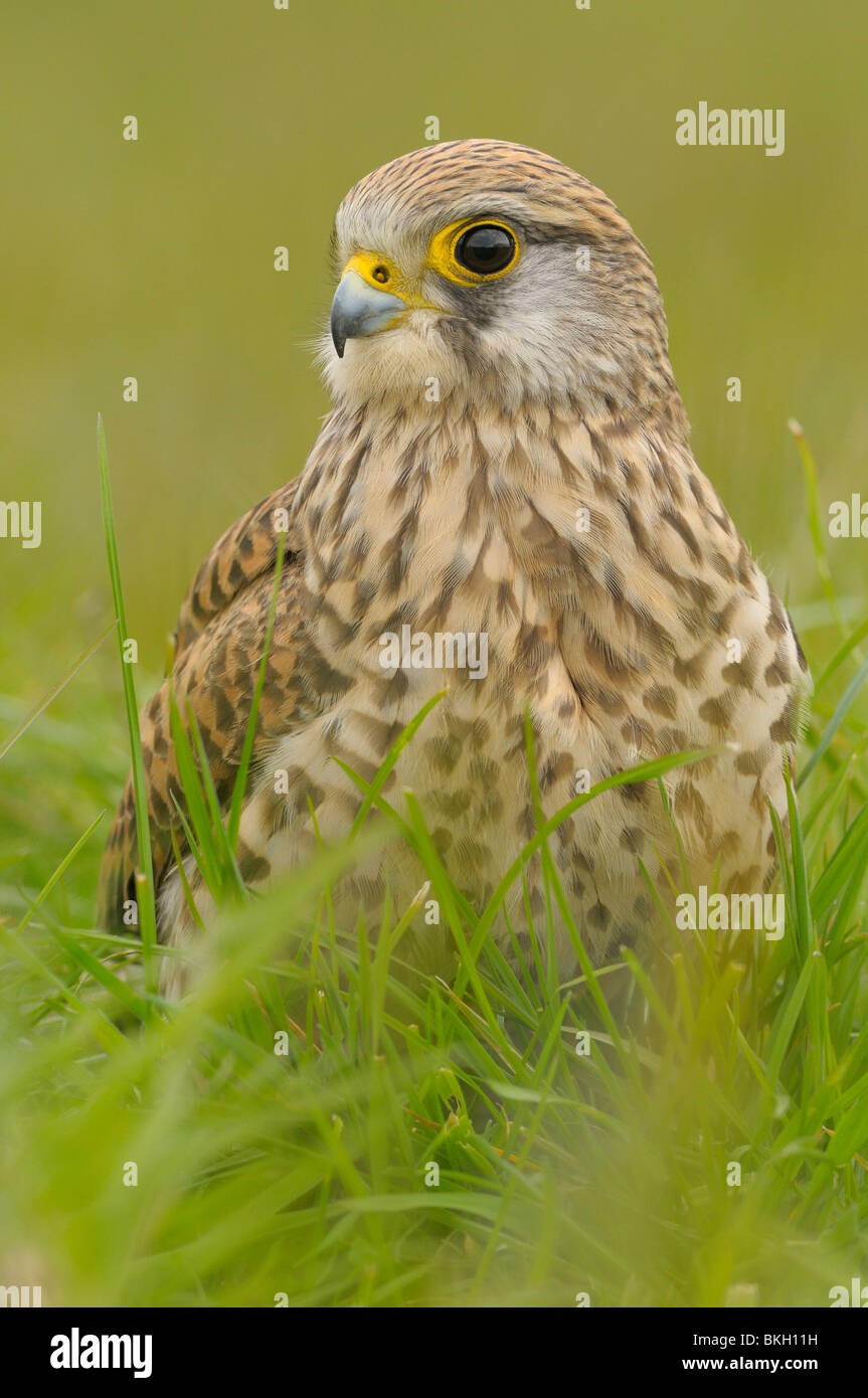 Vrouw Torenvalk Zoekt Naar Gemiste Prooi in Lang Gras, traf Vooraanzicht Laag Standpunt; Weiblicher Turmfalke sucht verpasste Beute lange Gras, Vorderansicht mit niedrigen Sicht Stockfoto