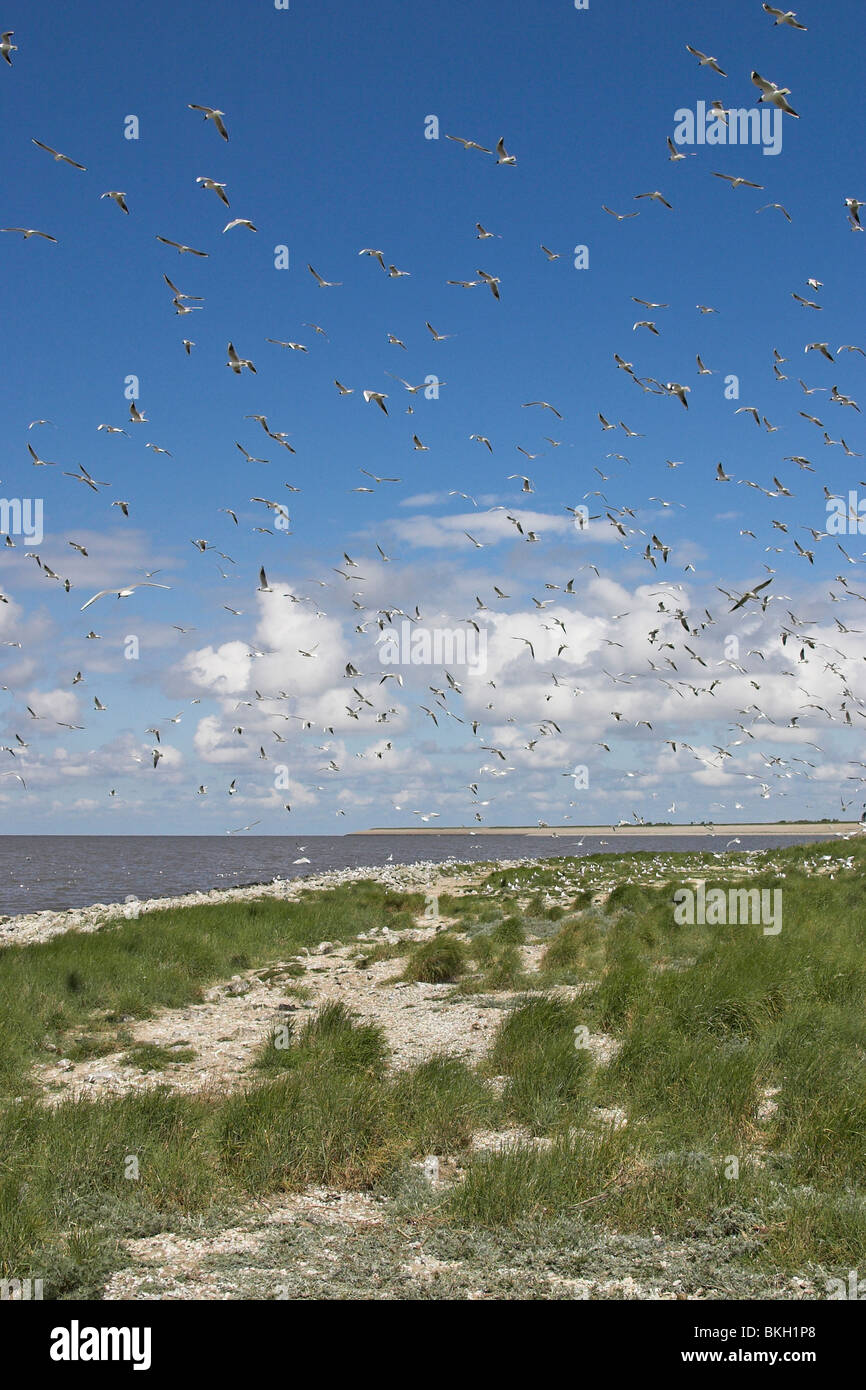 Overzichtsfoto van Het Normerven, Een Klein Eilandje (Vogelreservaat) Vlak Voor de Kust van Wieringen Waar z.a. Een Kokmeeuwen Kolonie Broed (de Vogels in de Lucht); Foto von Normerven, einer kleinen Insel vor der Küste von Wieringen ist ein proteced Stockfoto