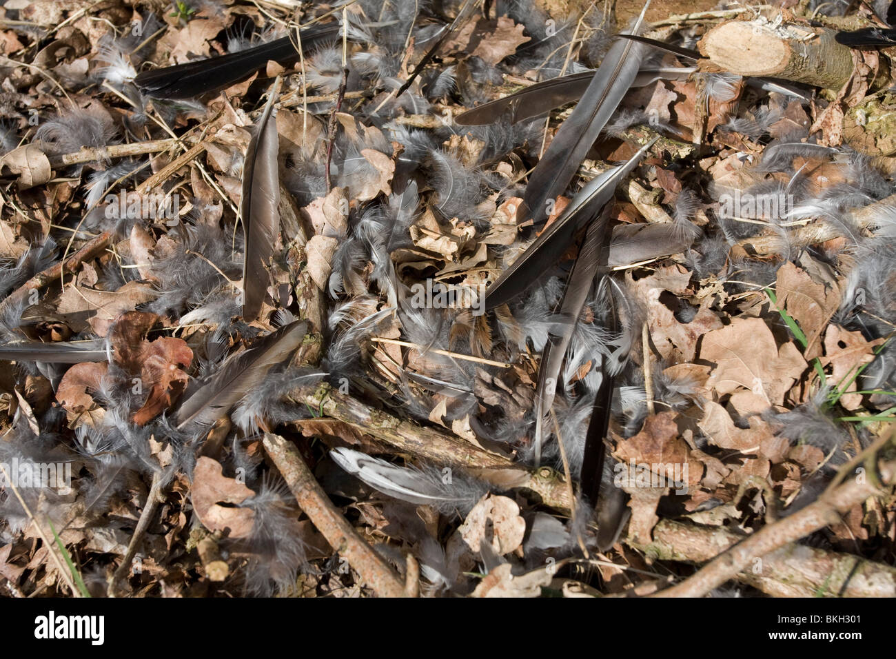 Plukresten van Een Kramsvogel, Geplukt Tür Sperwer; Federn von einer Wacholderdrossel, gerupft durch ein Sperber Stockfoto