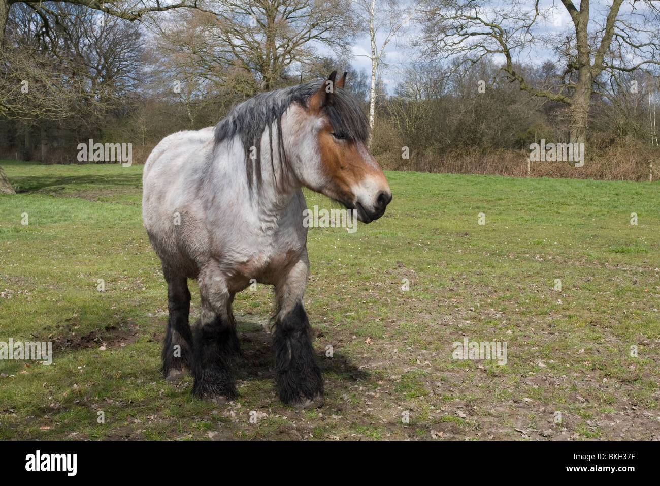 Unterstützt Bauernhöfe; Belgisches Zugpferd Stockfoto