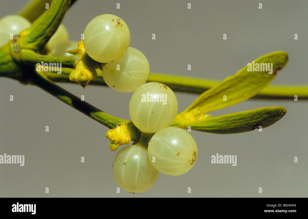 Mistel, Viscum Album, Blumen und Beeren. Stockfoto