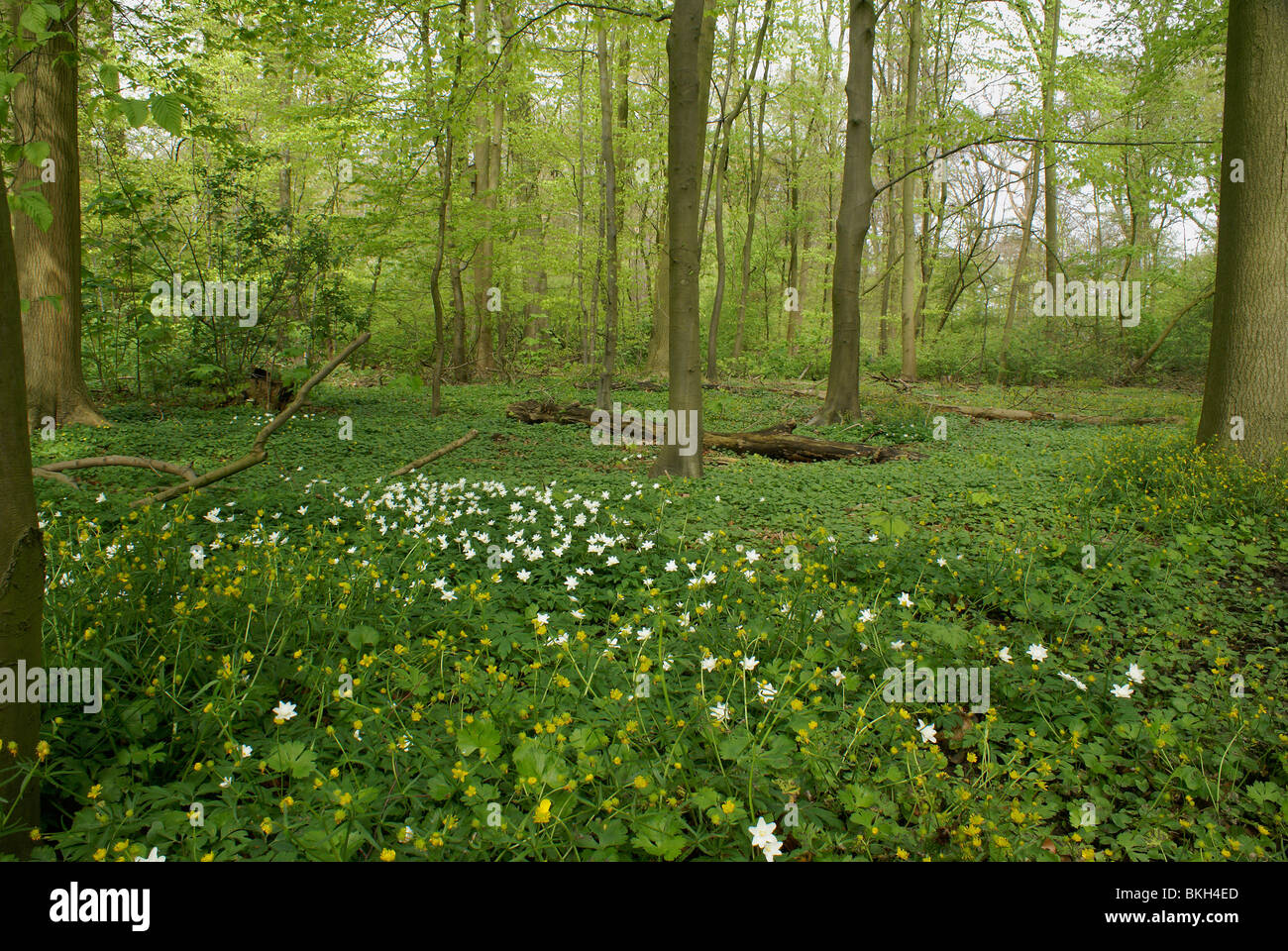 Frühling im Wald Stockfoto