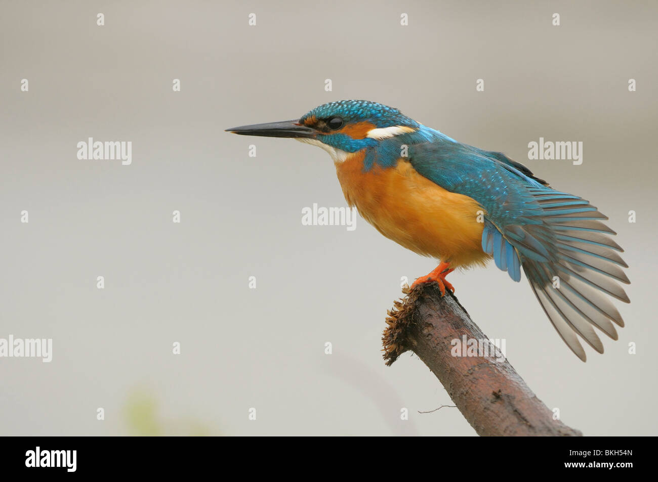 Mann IJsvogel Zit Zicht Te Rekken En Te Strekken Op Een Takje; Männlicher Eisvogel erstreckt sich auf einem Ast Stockfoto