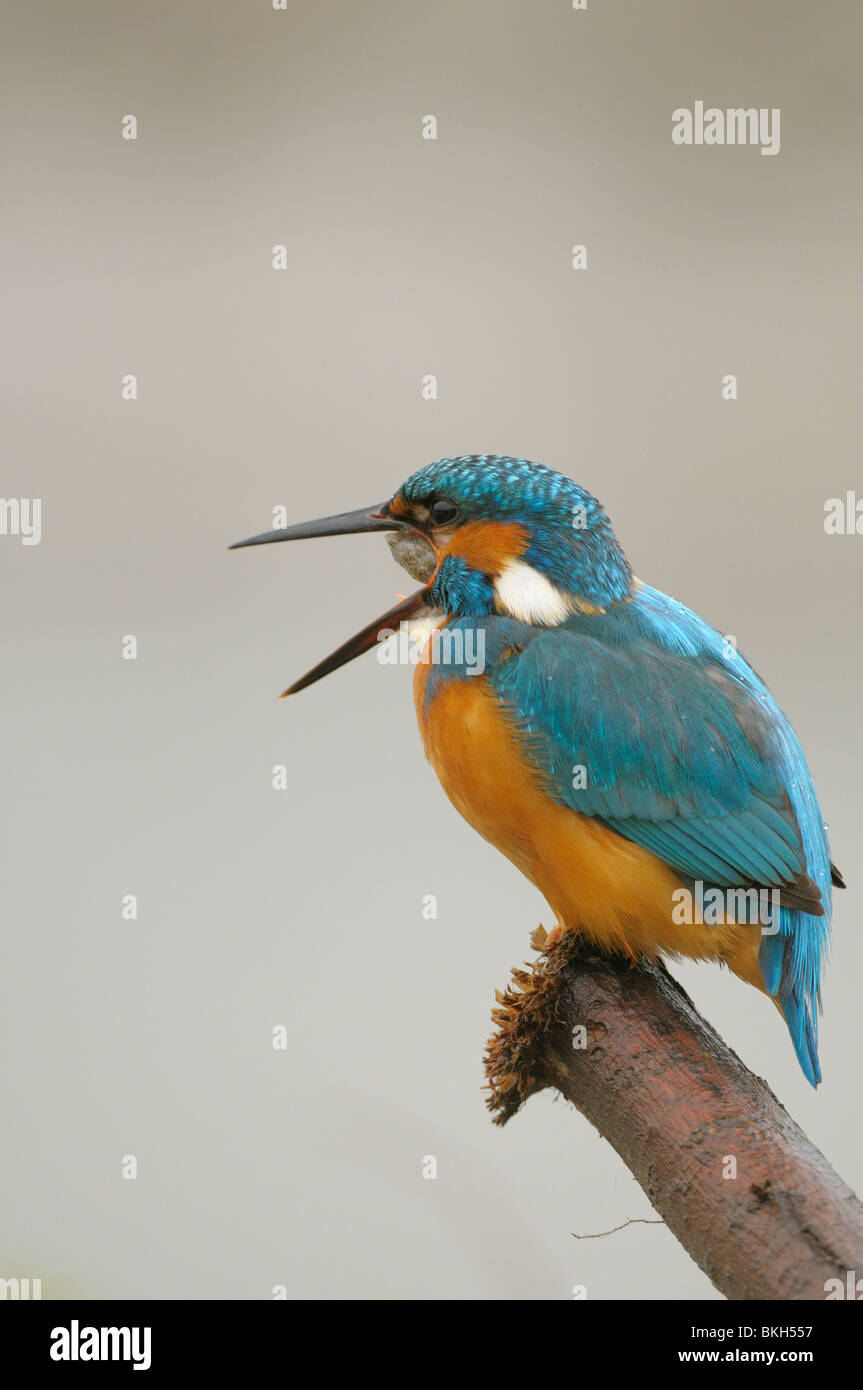 Mann IJsvogel Werpt Braakbal Uit; Männlicher Eisvogel produziert ein pellet Stockfoto