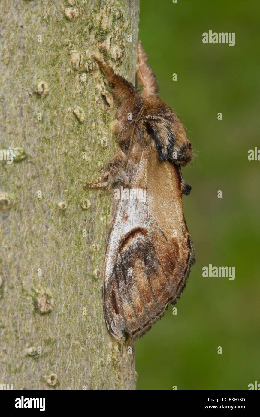 Zij Aanzicht van Het Kameeltje, Een Nachtvlinder Uit de Familie van de Tandvlinders. Seitenansicht des prominenten Pebble, ein Nachtfalter aus der Familie der Notodontidae. Stockfoto