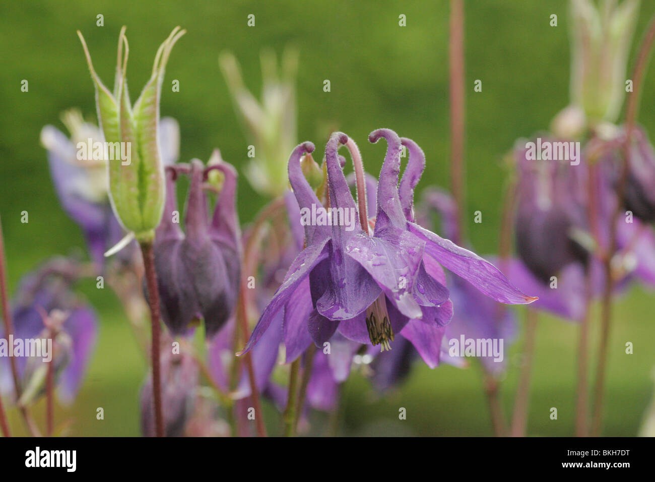 Paarse Bloemen van de Akelei traf Regendruppels; Lila Blüten der Akelei mit Regentropfen Stockfoto