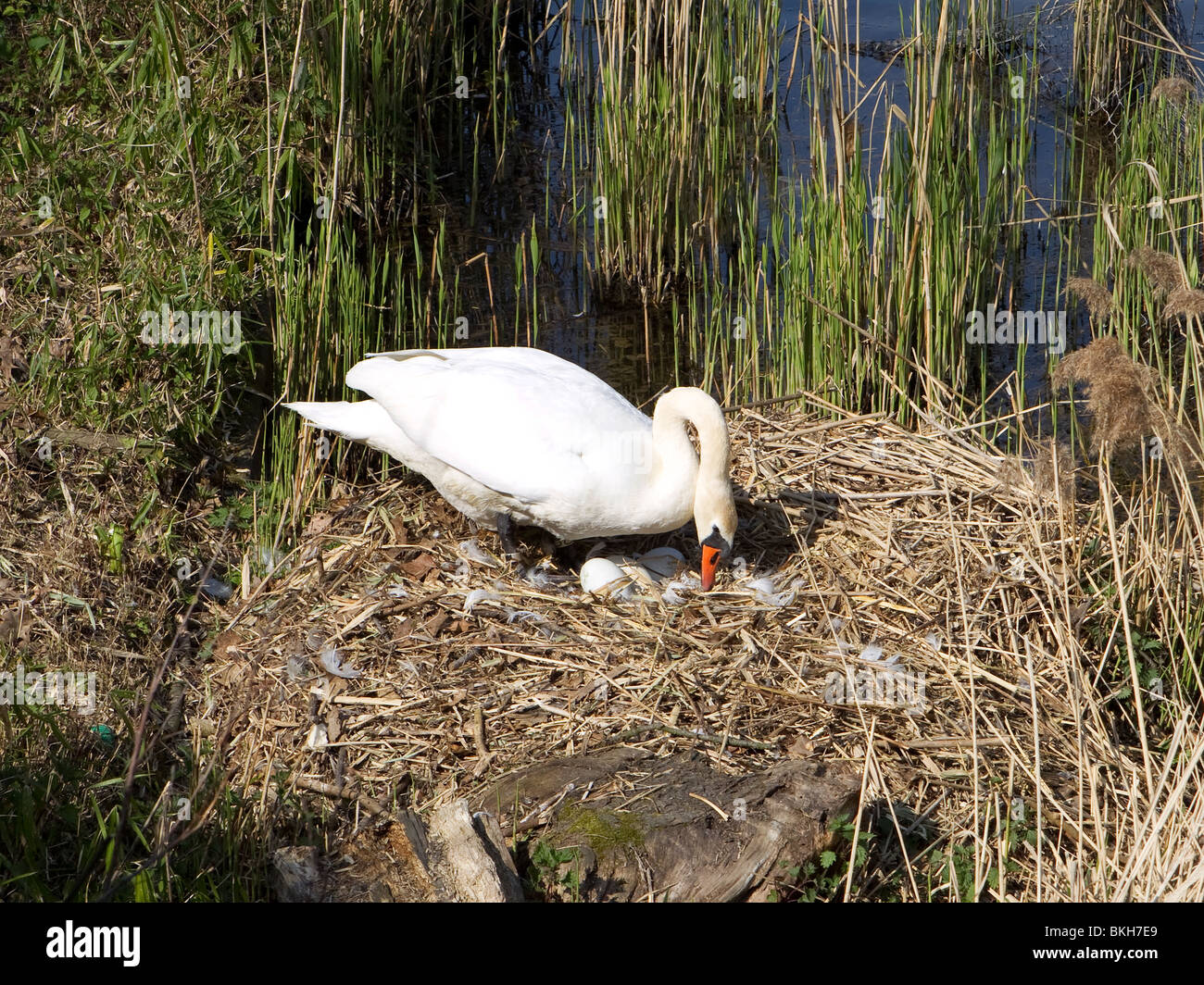 Schwan mit Eiern Stockfoto