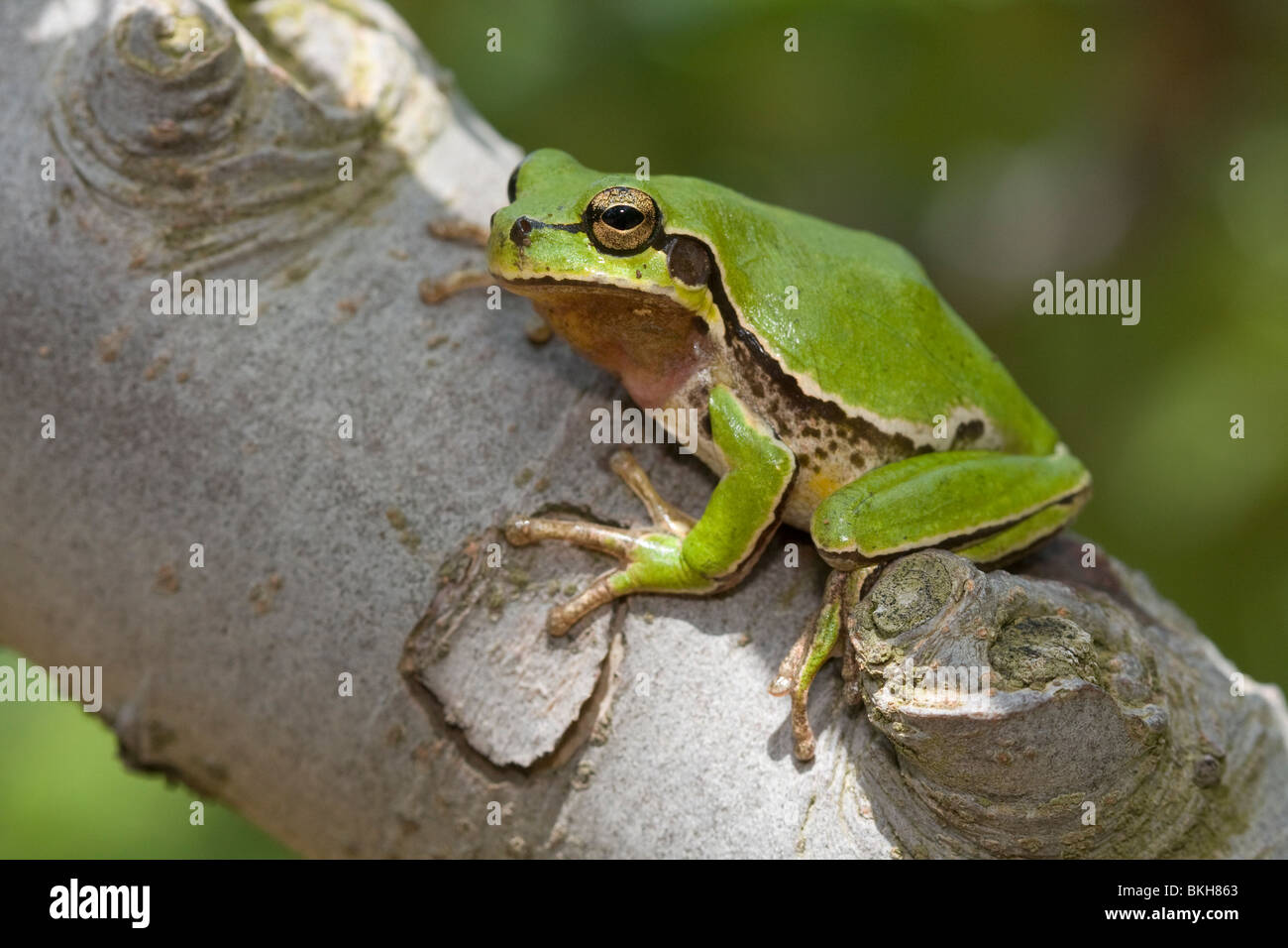 Boomkikker; Zitronengelb Laubfrosch Stockfoto