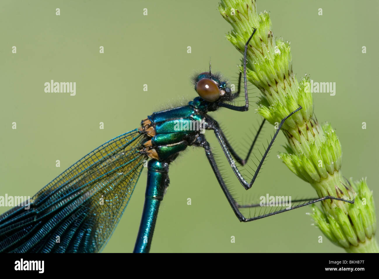 Close-up van Een Mannetje Weidebeekjuffer Hangend Aan Een Stengel van Heermoes. Stockfoto