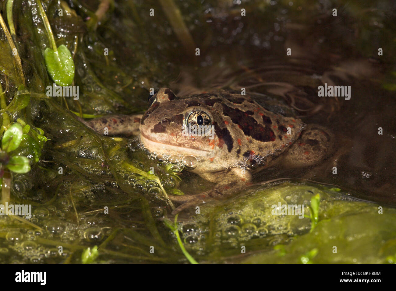 Foto von einem männlichen gemeinsame katzenähnliche im Wasser zwischen Algen Stockfoto