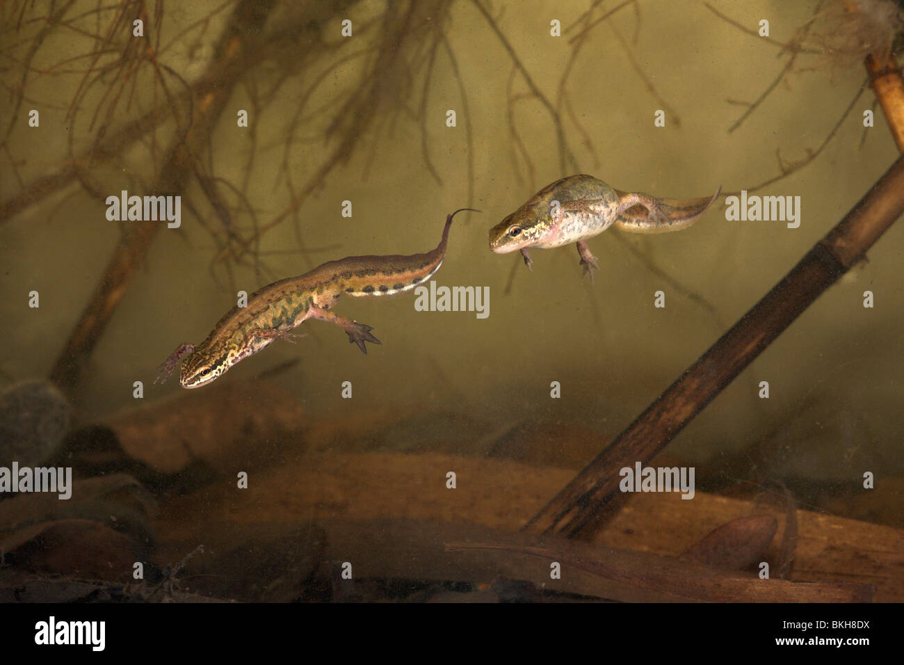 Foto von einem Paar handförmig Molche unter Wasser mit das Weibchen das Männchen (alle Merkmale sind gut sichtbar) nach Stockfoto