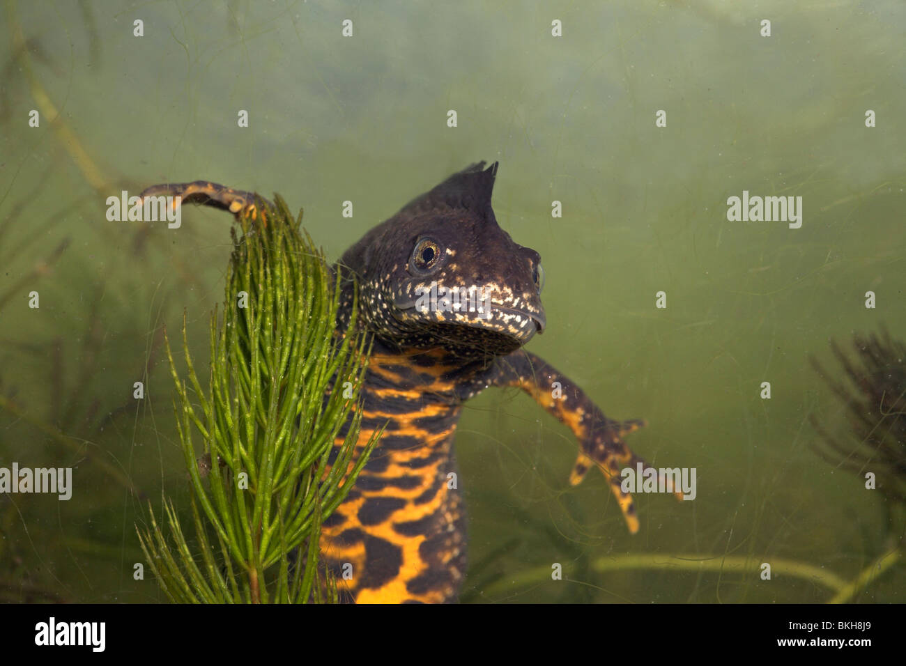 Portrait einer männlichen großen crested Newt Unterwasser suchen in das Objektiv mit einem grünen Hintergrund Stockfoto