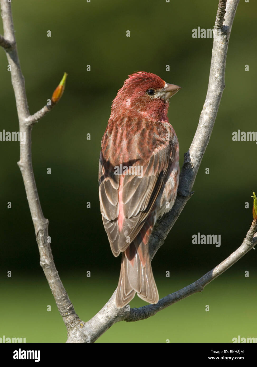 Een Amerikaanse Roodmus Zittend Op Een Tak, A Purple Finch auf einem Ast. Stockfoto