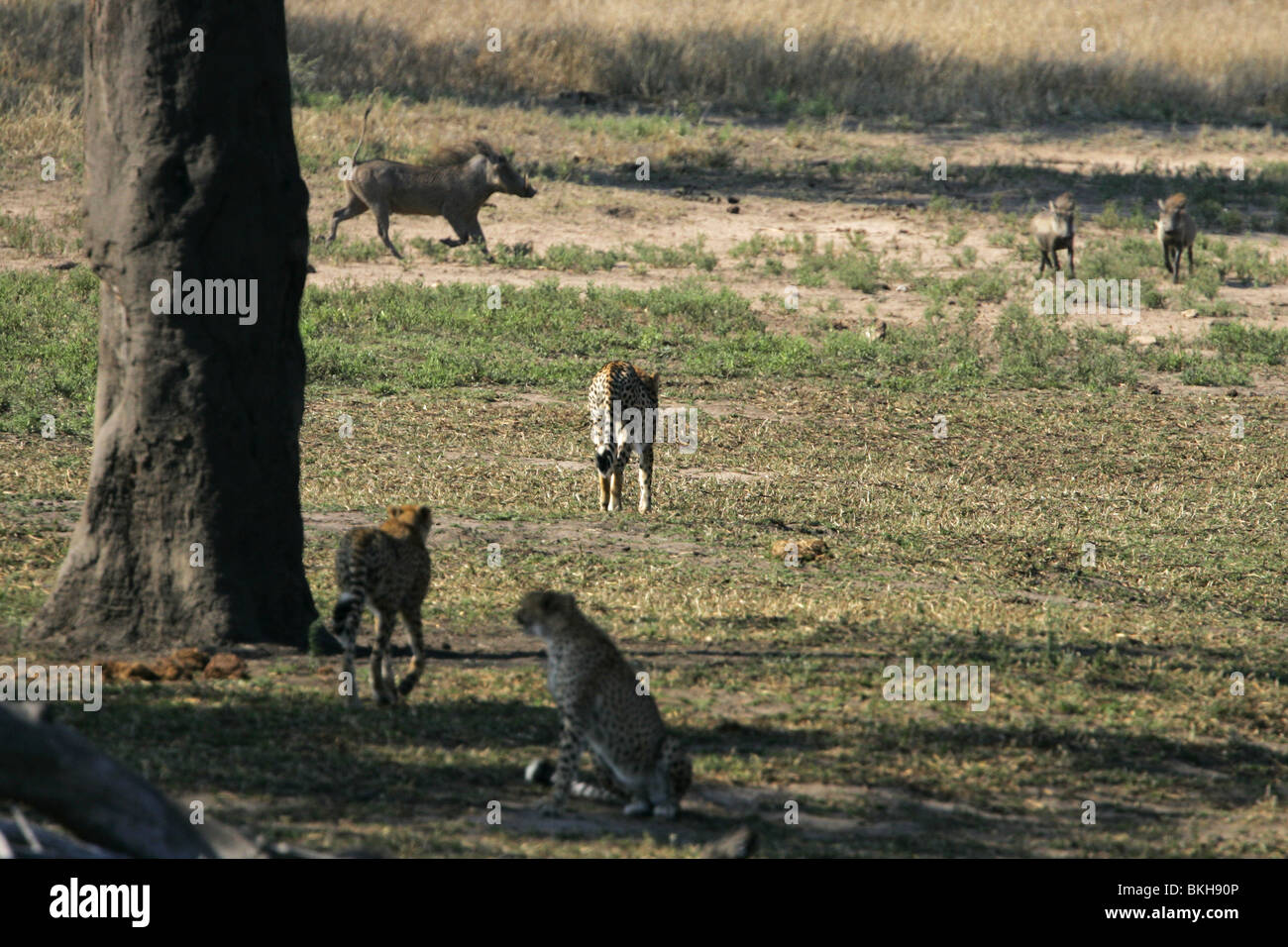 Geparden jagen Warzenschwein, Krüger-Nationalpark, Südafrika Stockfoto