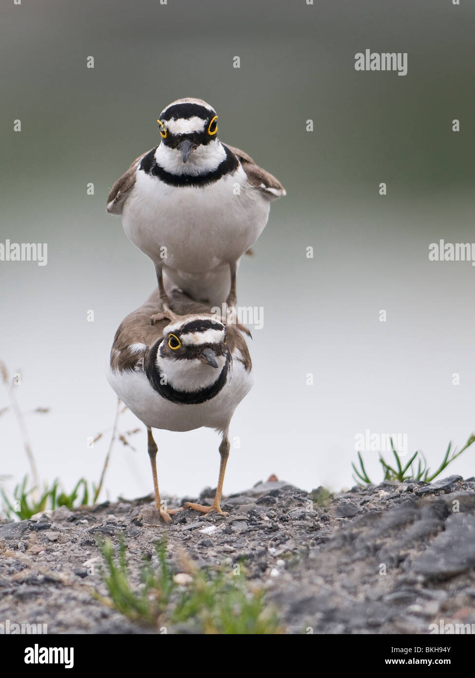 Parende Kleine pleviere'n; Paarung Flussregenpfeifer Stockfoto