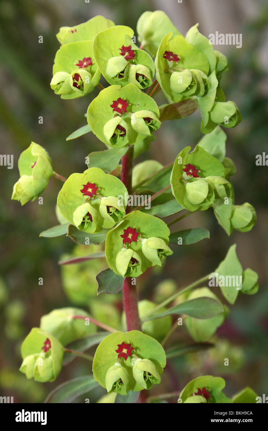 Hybrid Wolfsmilch Euphorbia X martinii Taken an Chester Zoo, England, UK Stockfoto