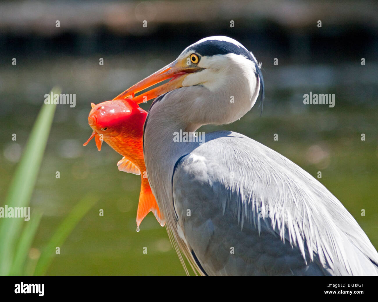 Graue Reiher (Ardea Cinerea) mit Koi-Karpfen Stockfoto