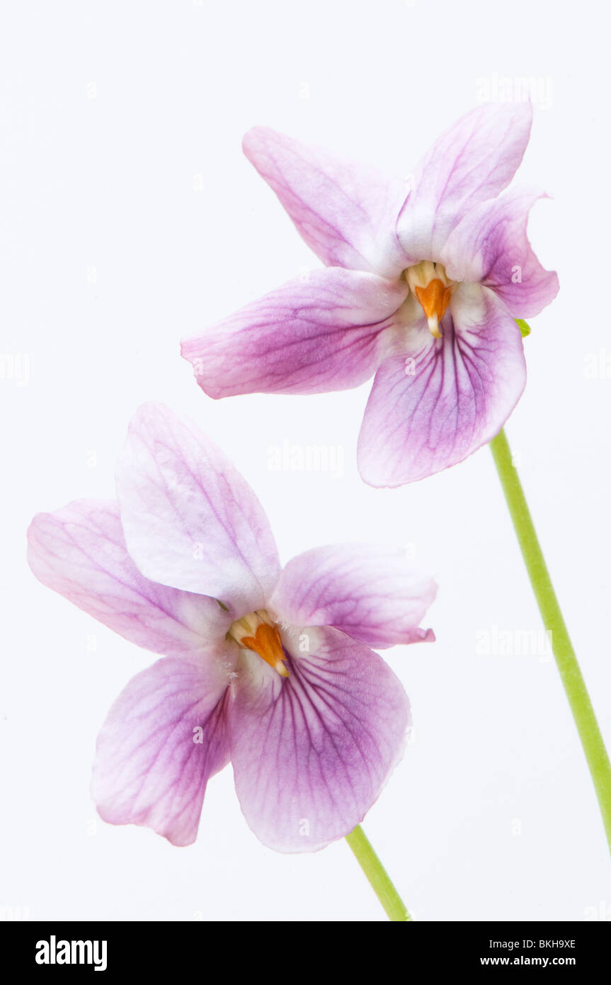 Nahaufnahme von zwei altrosa rosa süße Veilchen, Viola Odorata, vor einem weißen Hintergrund Stockfoto
