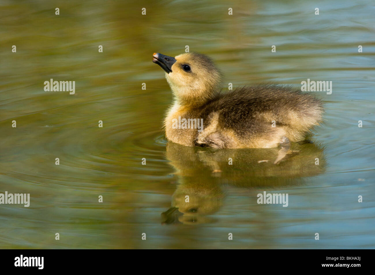 Baby-Graugans Stockfoto