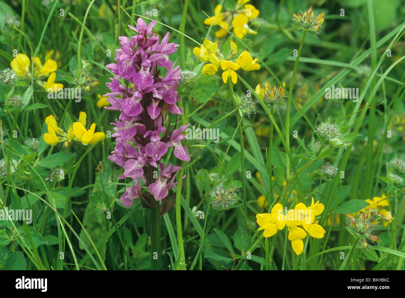 Südlichen Sumpf Orchidee Dactylorhiza SP mit Vogels Fuß Kleeblatt, Lotus Corniculatus in nassen Wiese, North Warnborough, Hampshire. Stockfoto