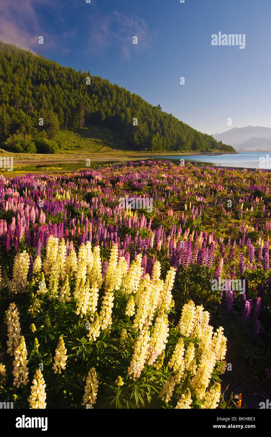Blühenden Lupinen bilden eine bunte Anzeige im Mackenzie Country, Canterbury, Neuseeland. Diese sind am Lake Tekapo. Stockfoto