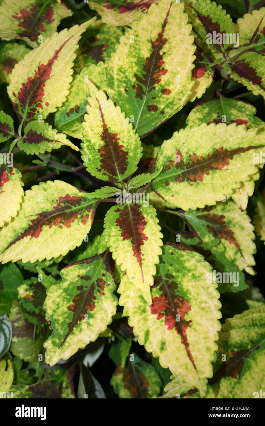 Bunte Blätter von Coleus Blumei genommen im Zoo von Chester, England, UK Stockfoto