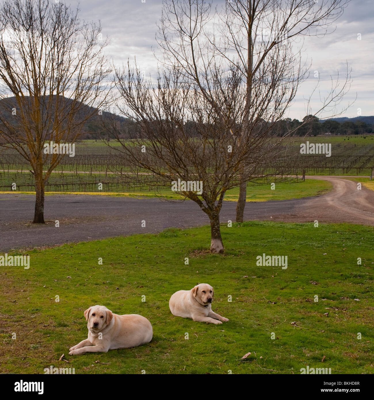 Wachhunde, Diensthunde in den Weinbergen Pizzini. North East Täler. König-Tal. Victoria. Australien. Stockfoto