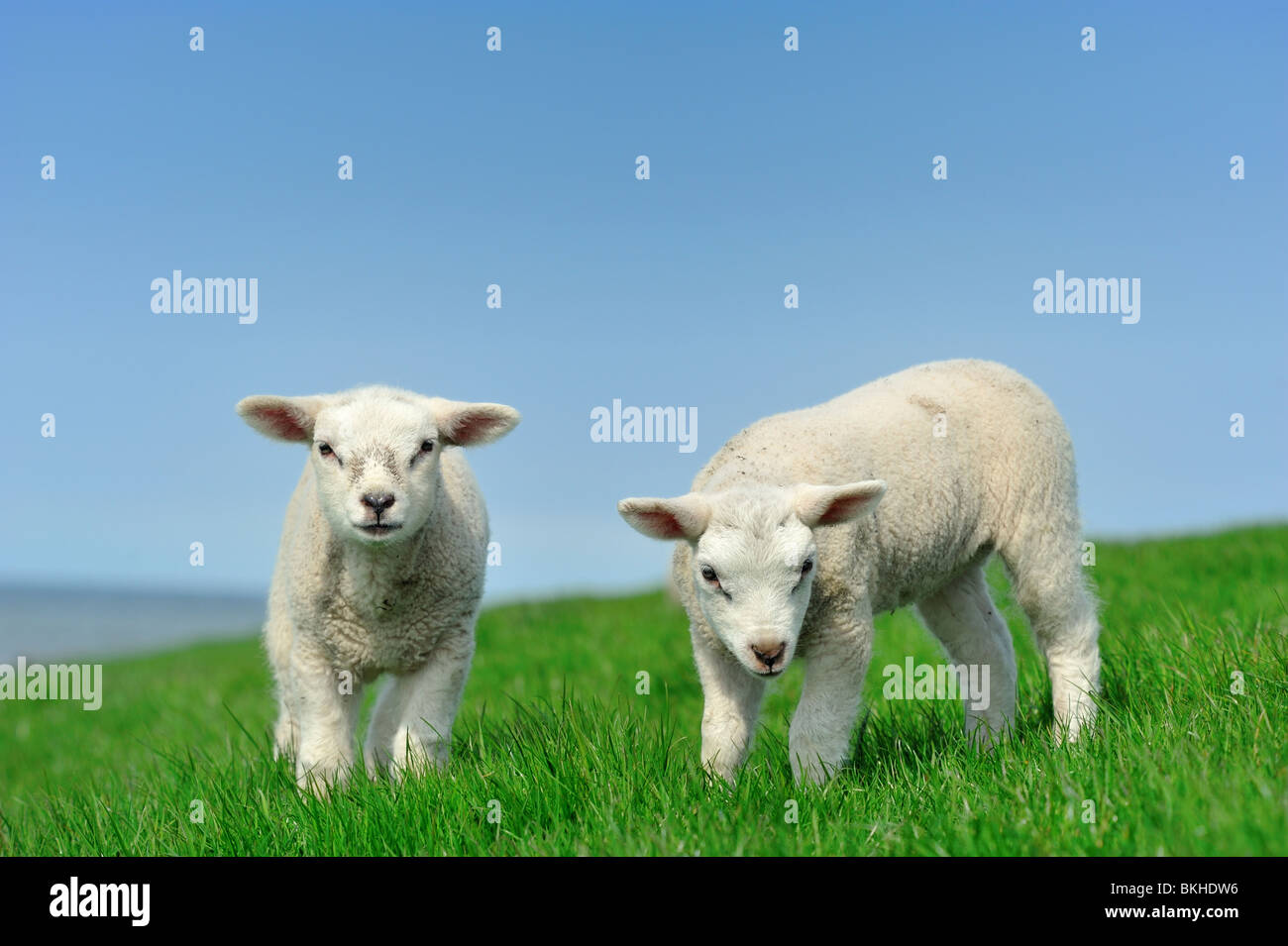 Niedliche Lämmer im Frühjahr, Friesland Holland Stockfoto