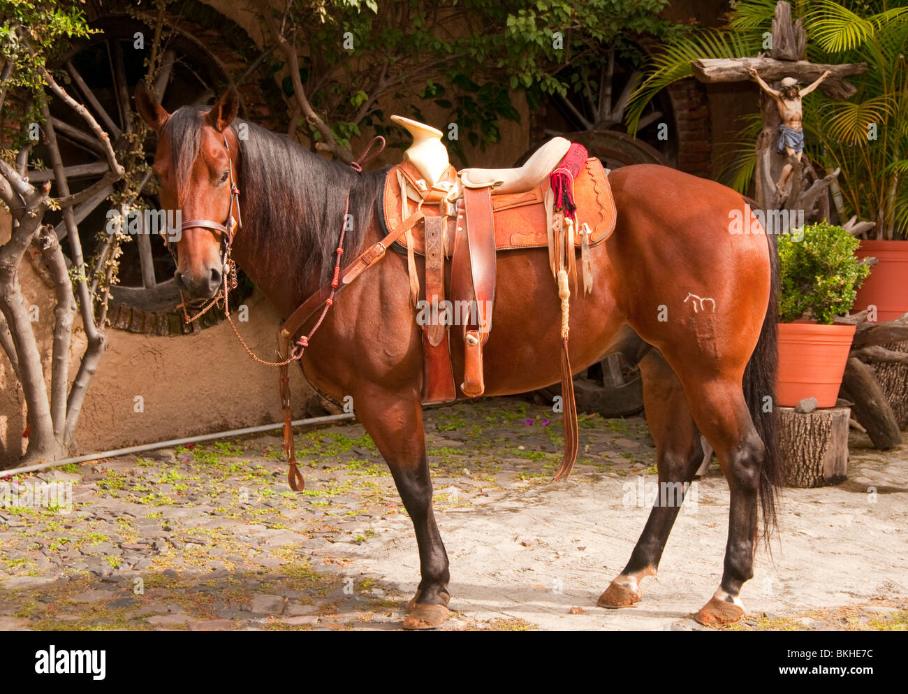 Guadalajara, Mexiko, gesattelt Charro-Rodeo-Pferd. Charro Club Lienzo. Jalisco Stockfoto