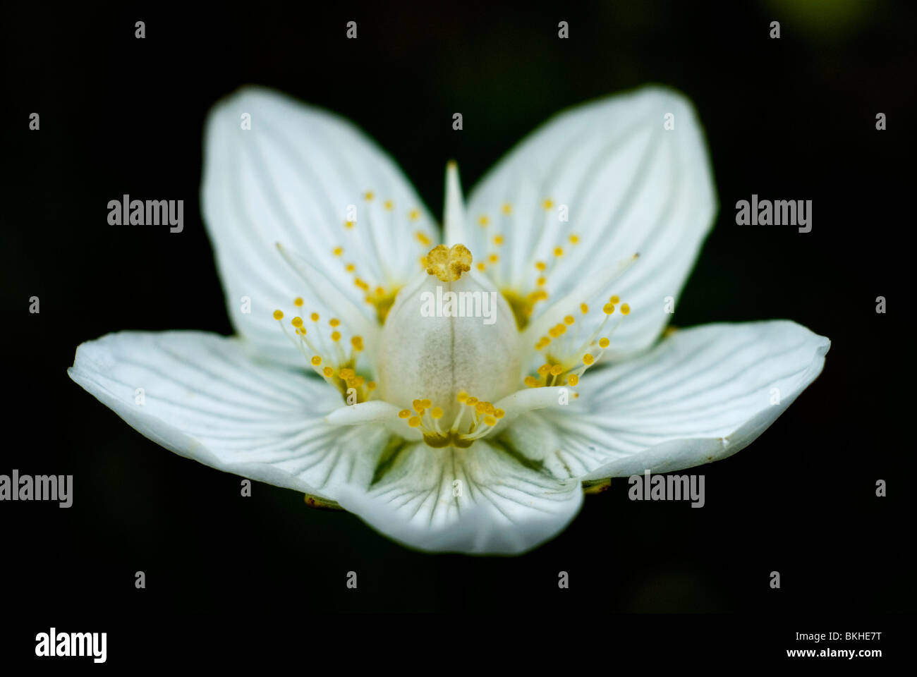 Grass von Parnassus; Parnassia; Parnassia palustris Stockfoto