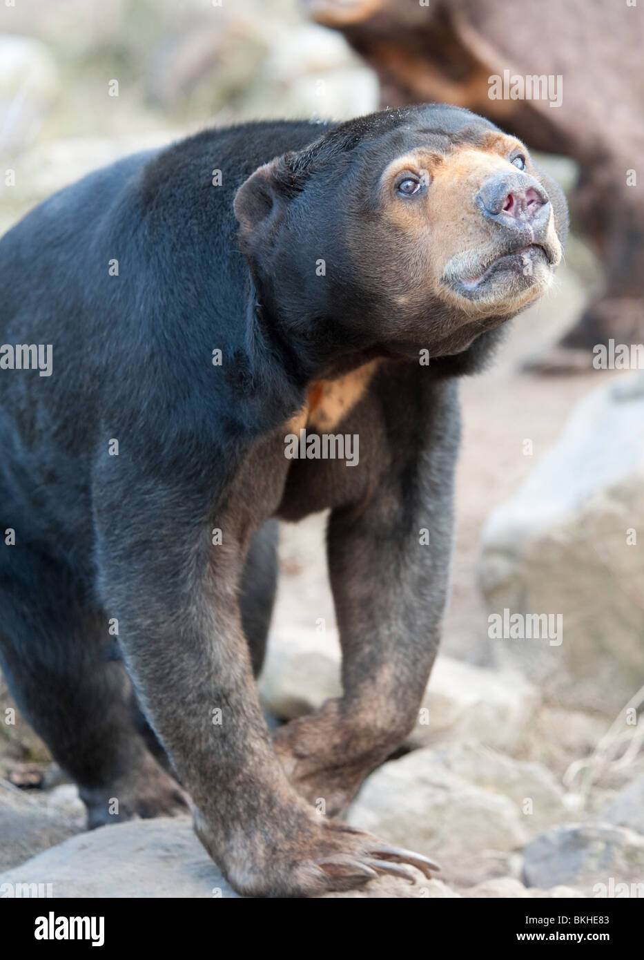 Nahaufnahme von einem malaiischen Sun Bear (Helarctos Malayanus) Stockfoto