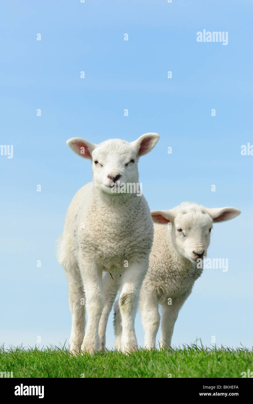 Niedliche Lämmer im Frühjahr, Friesland Holland Stockfoto