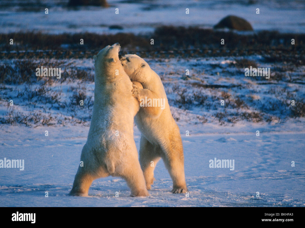 Eisbären (Ursus Maritmus), spielen, kämpfen, Hudson Bay, Churchill, Manitoba, Kanada. Stockfoto