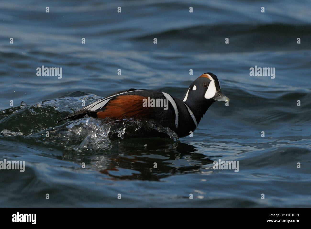 Mann Harlekijneend Versneld Tegen de Stroom in van de Rivier; Drake Harlekin beschleunigt gegen den Strom des Flusses Laxa Stockfoto