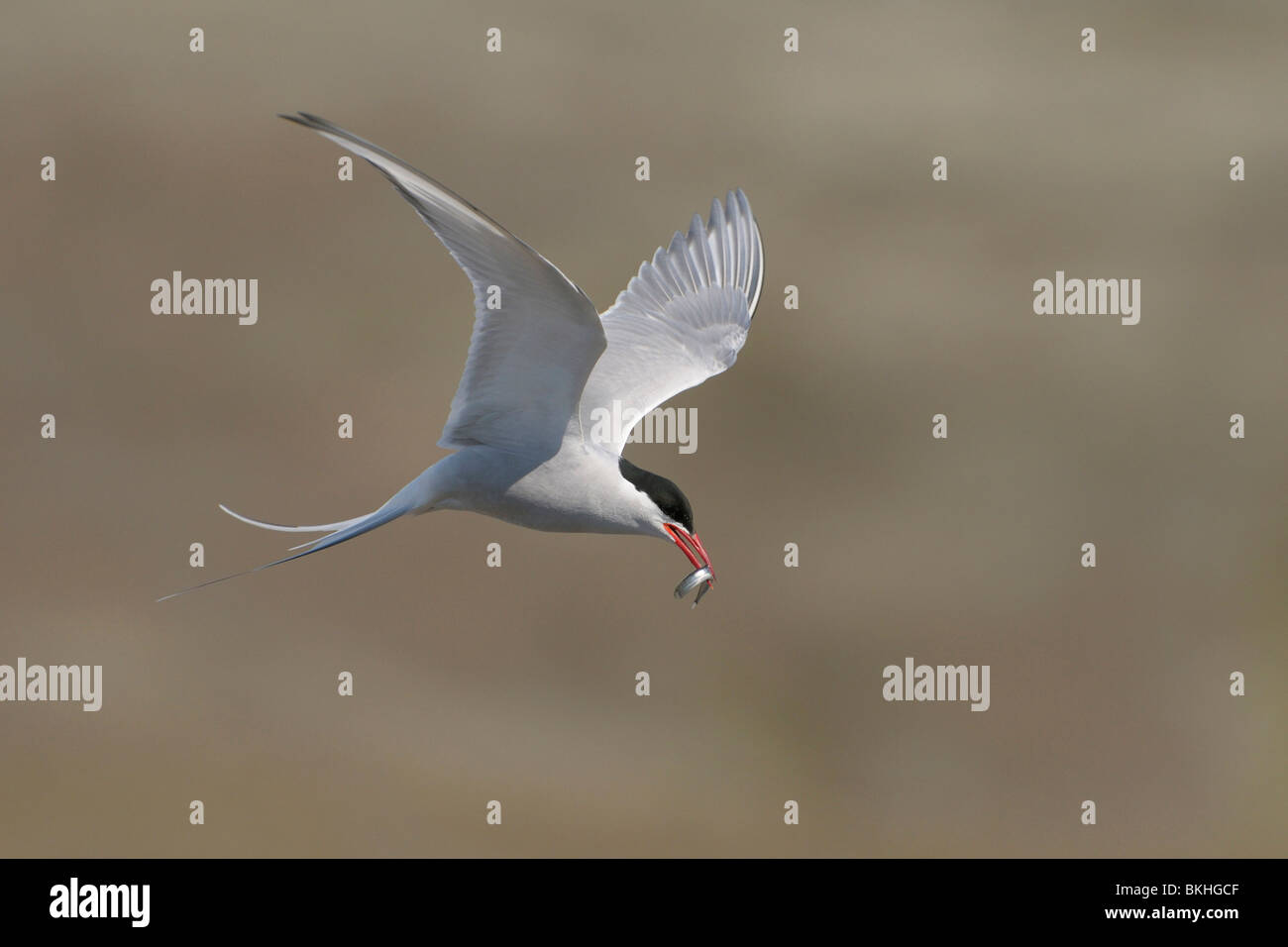 Fahrerlebnisses Noordse Stern traf traf Visje Bruingrijze Achtergrond; Küstenseeschwalbe im Flug mit kleinen Fischen und farbigem Hintergrund Stockfoto