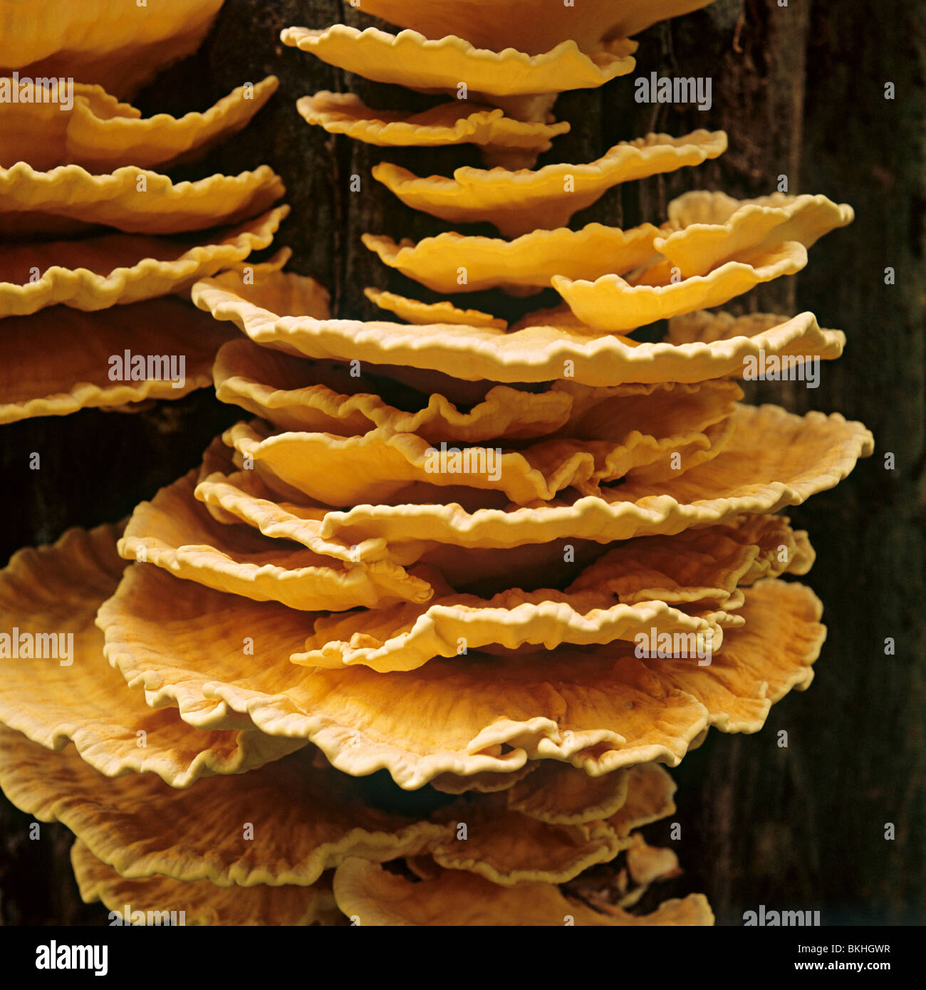 Halterung Pilz, Schwefel Polypore New Forest Stockfoto