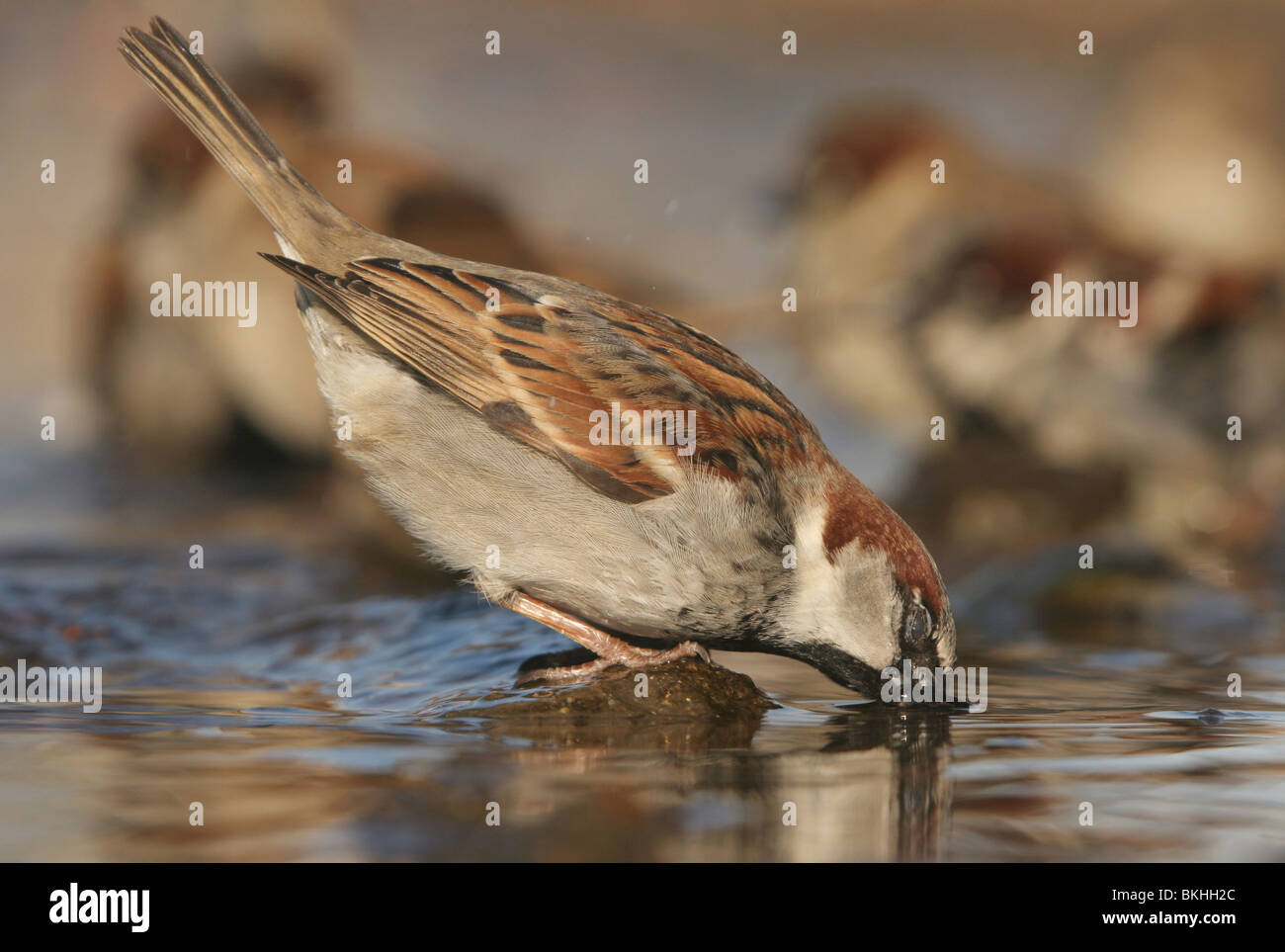 Haussperling (Passer Domesticus) männlich trinken Stockfoto