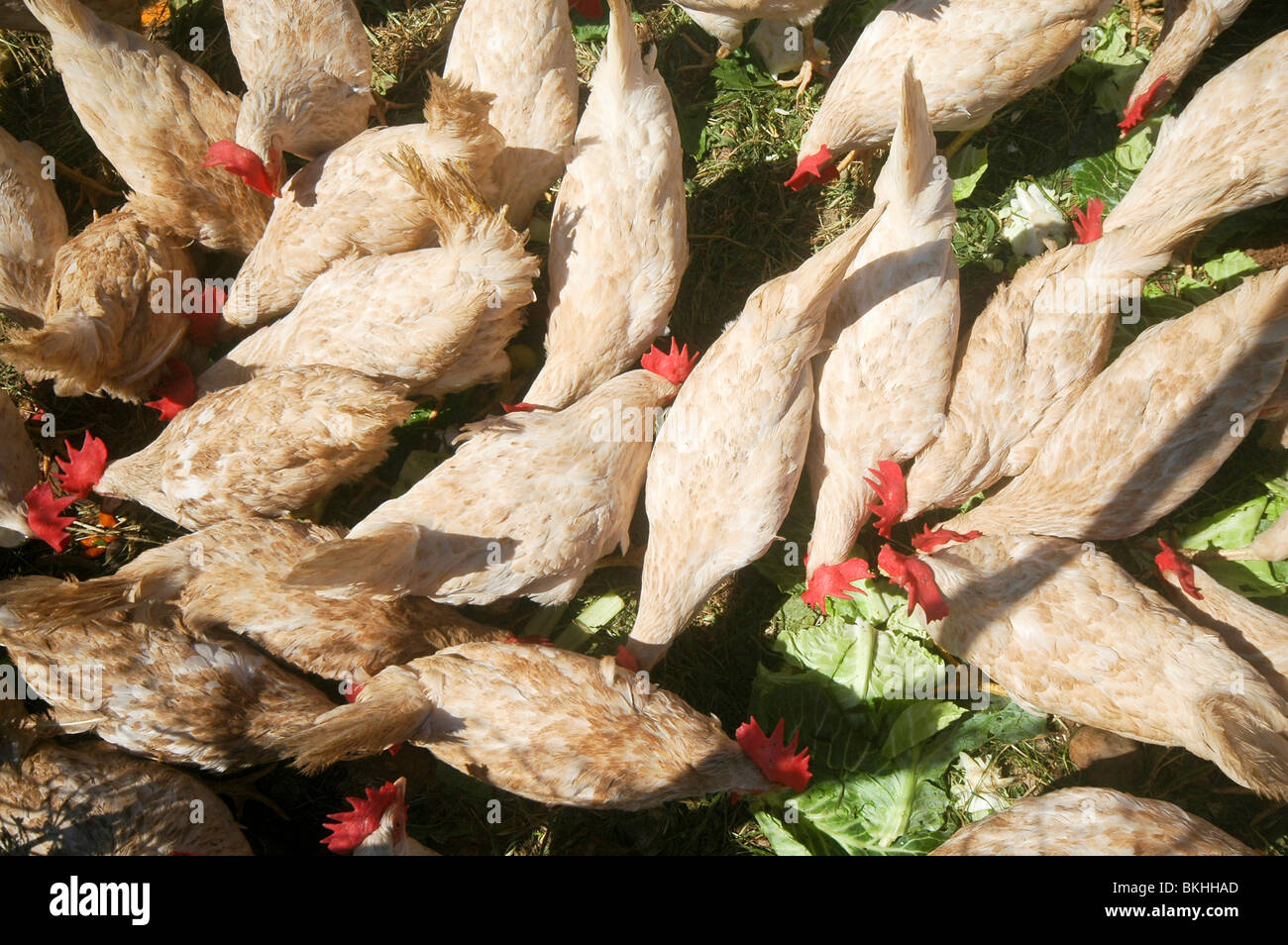 Israel, Öko-Farm, kostenlose Roaming-Hühner Stockfoto