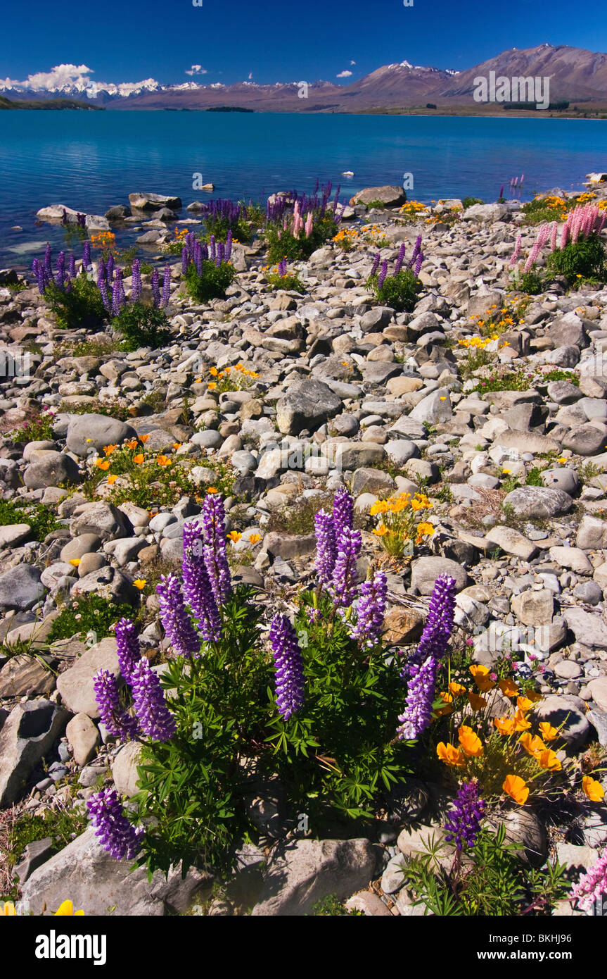 Blühenden Lupinen bilden eine bunte Anzeige im Mackenzie Country, Canterbury, Neuseeland. Stockfoto