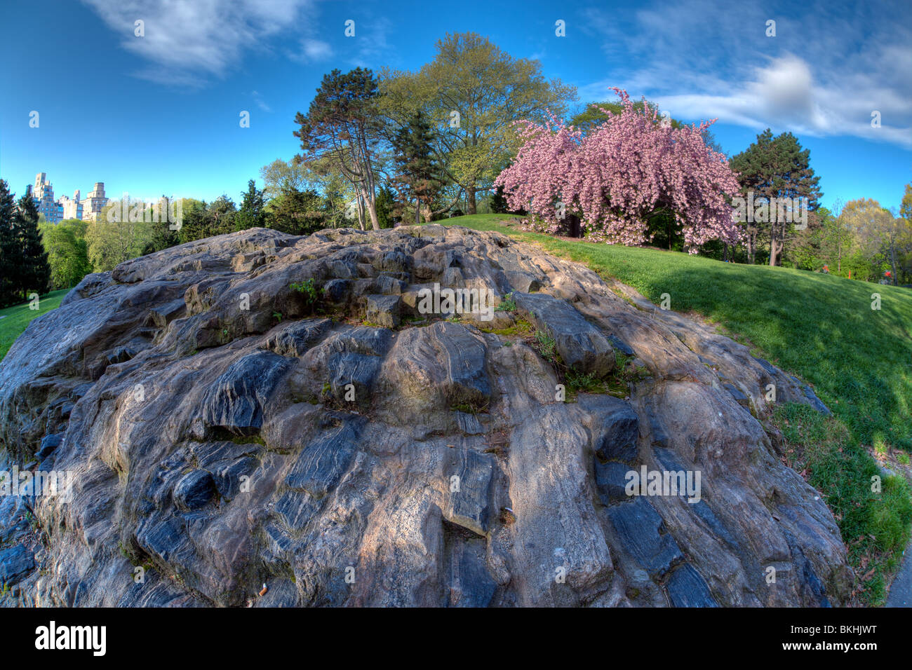 Große Felsen im Schatten mit blauen Himmel und japanischen Kirschbaum im Hintergrund im Central Park im zeitigen Frühjahr Stockfoto