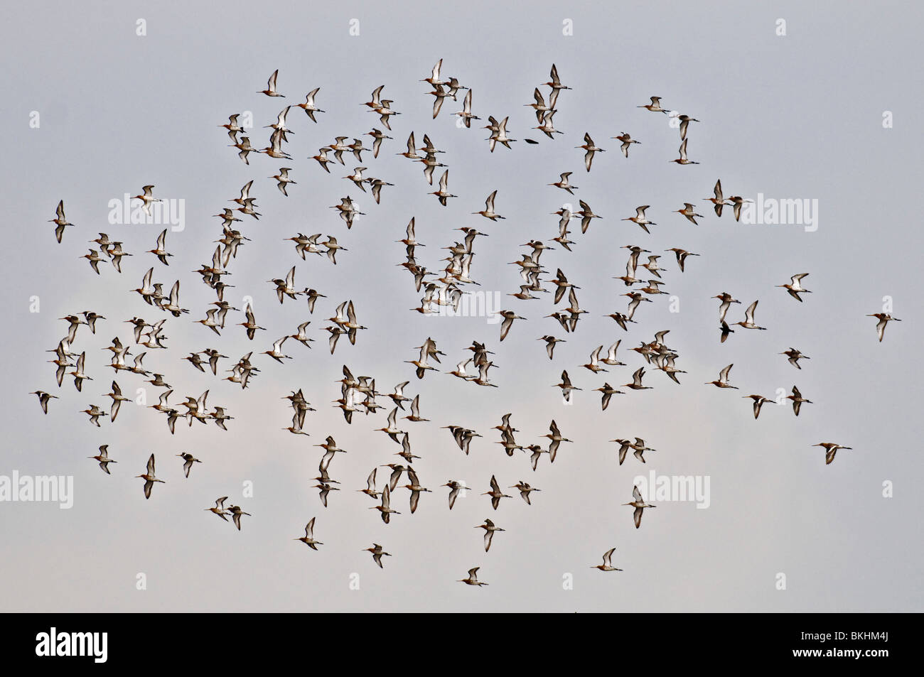 Grutto; Uferschnepfe; Limosa Limosa; Groep Laag Vliegend Boven Plas-Dras Gebied in Weiland Gruppe Tiefflug oben überschwemmt Stockfoto