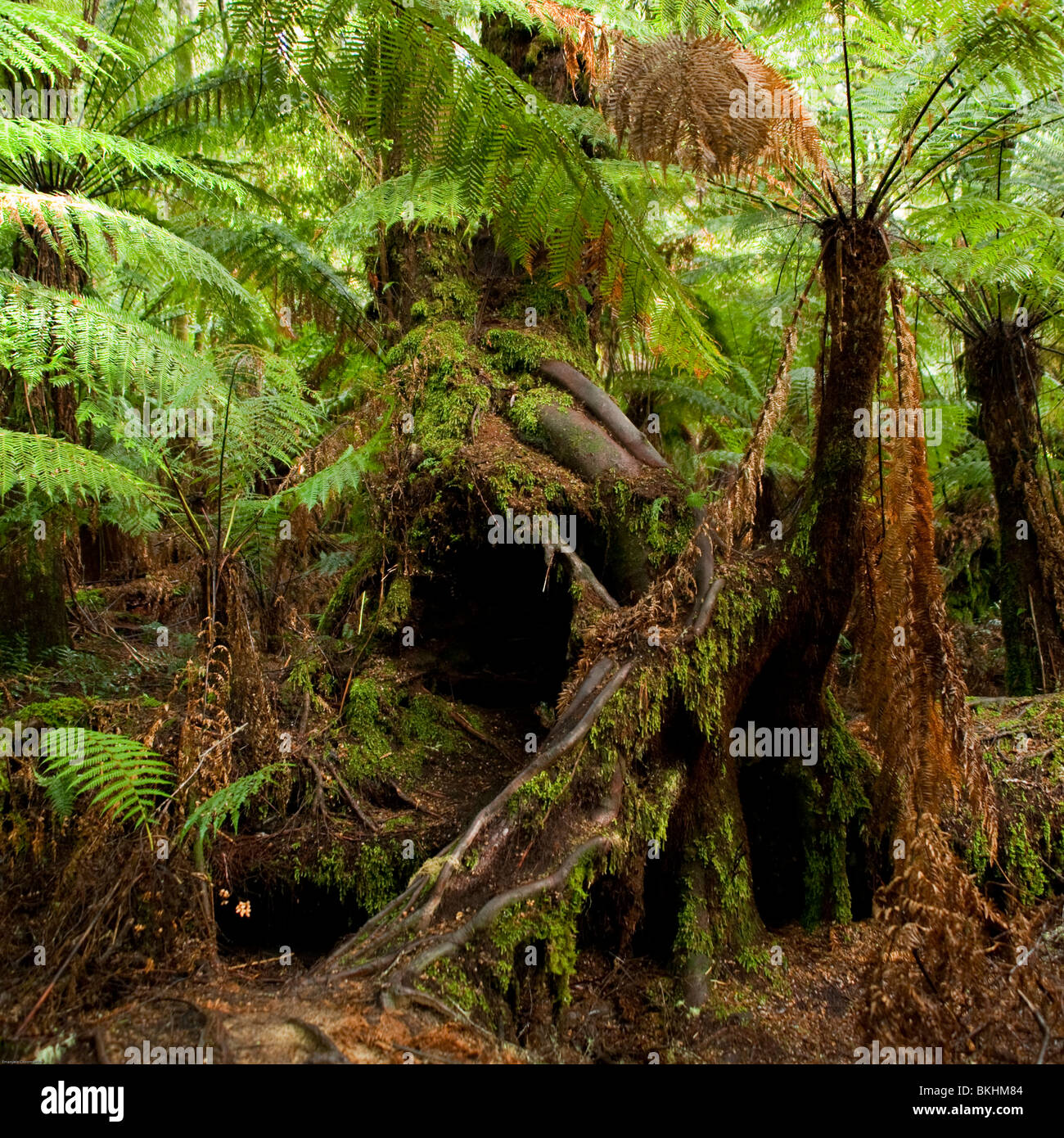 Regenwald. Otway National Park. Apollo Bay. Victoria. Australien. Stockfoto