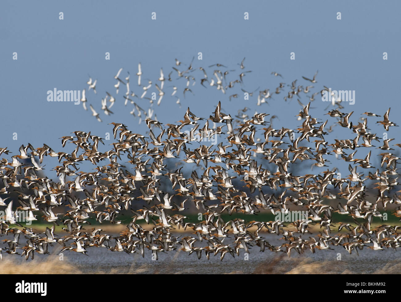 Grutto; Uferschnepfe; Limosa Limosa; Groep Laag Vliegend Boven Plas-Dras Gebied in Weiland; Gruppe Tiefflug über überschwemmten Wiese; Stockfoto