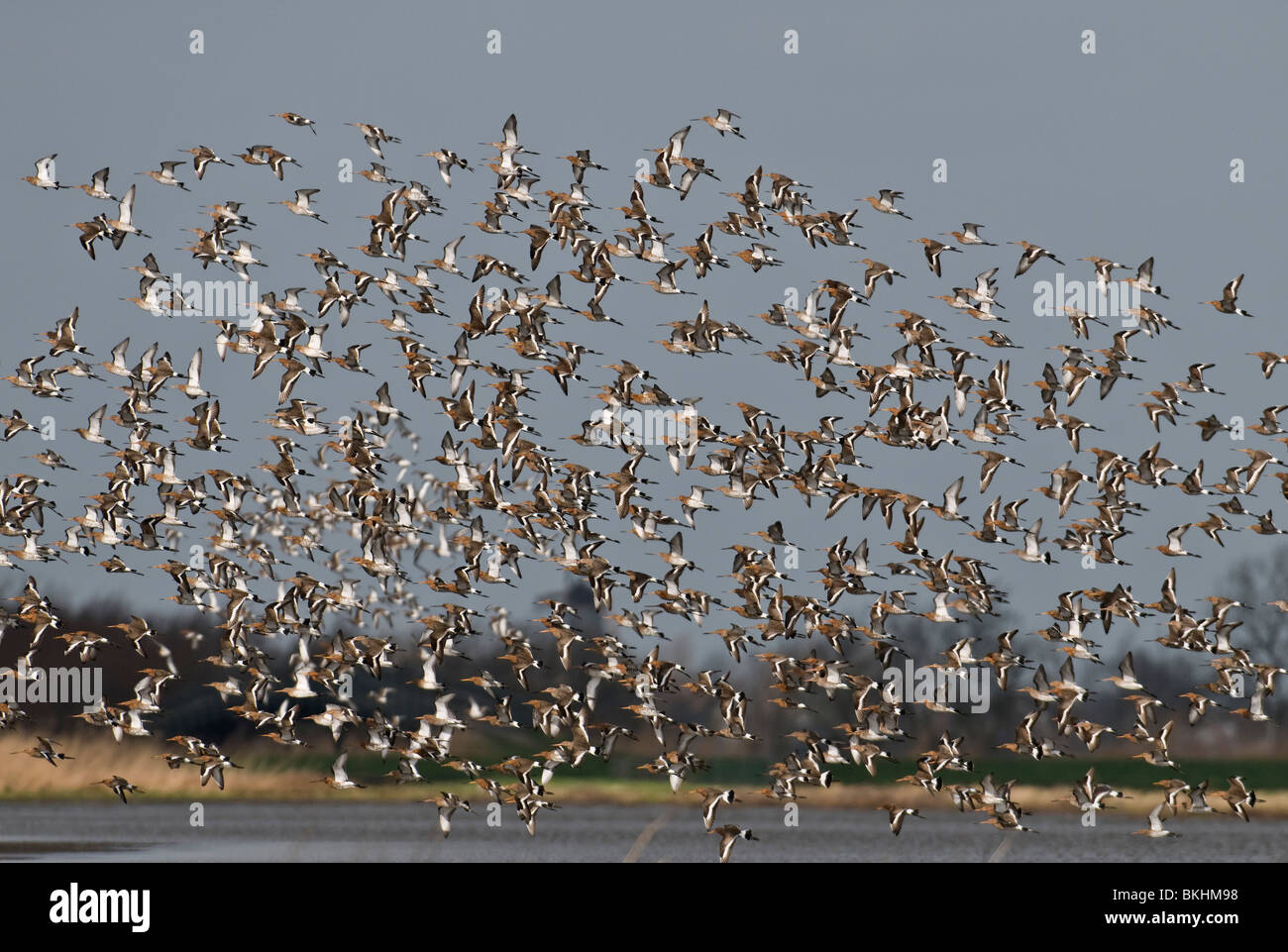 Grutto; Uferschnepfe; Limosa Limosa; Groep Laag Vliegend Boven Plas-Dras Gebied in Weiland; Gruppe Tiefflug über überschwemmten Wiese; Stockfoto