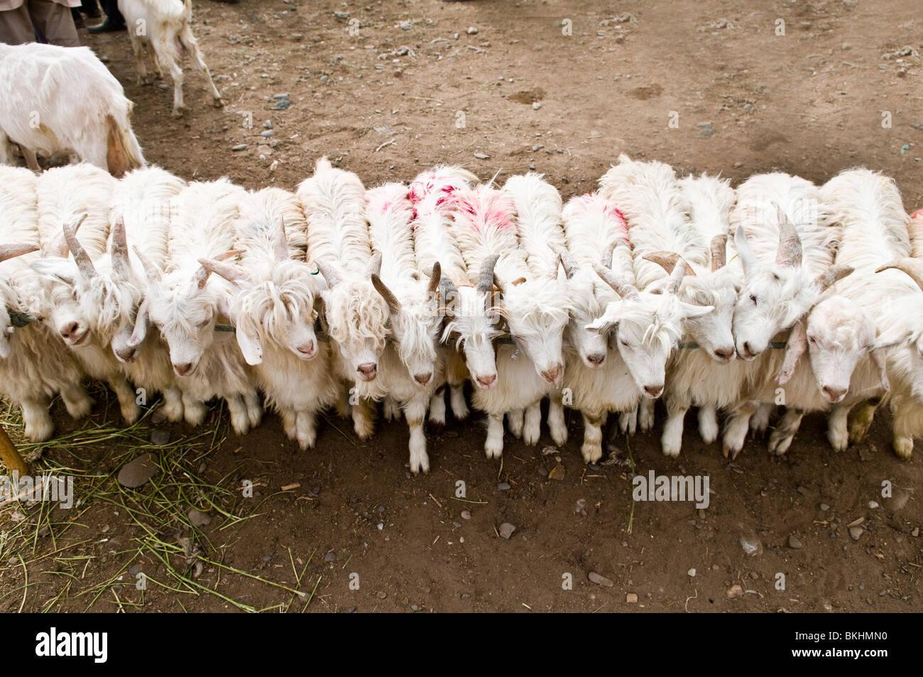 Ziegen in den bunten Sonntagsmarkt in Kashgar zusammengebunden. Stockfoto