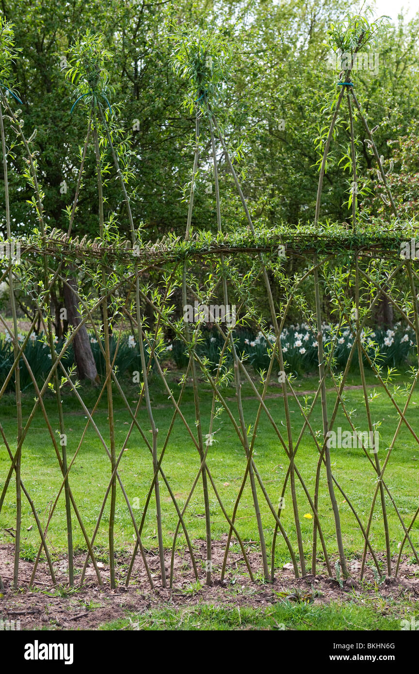 Lebender Weide Zaun in RytonBioGartenCenter, Warwickshire, England