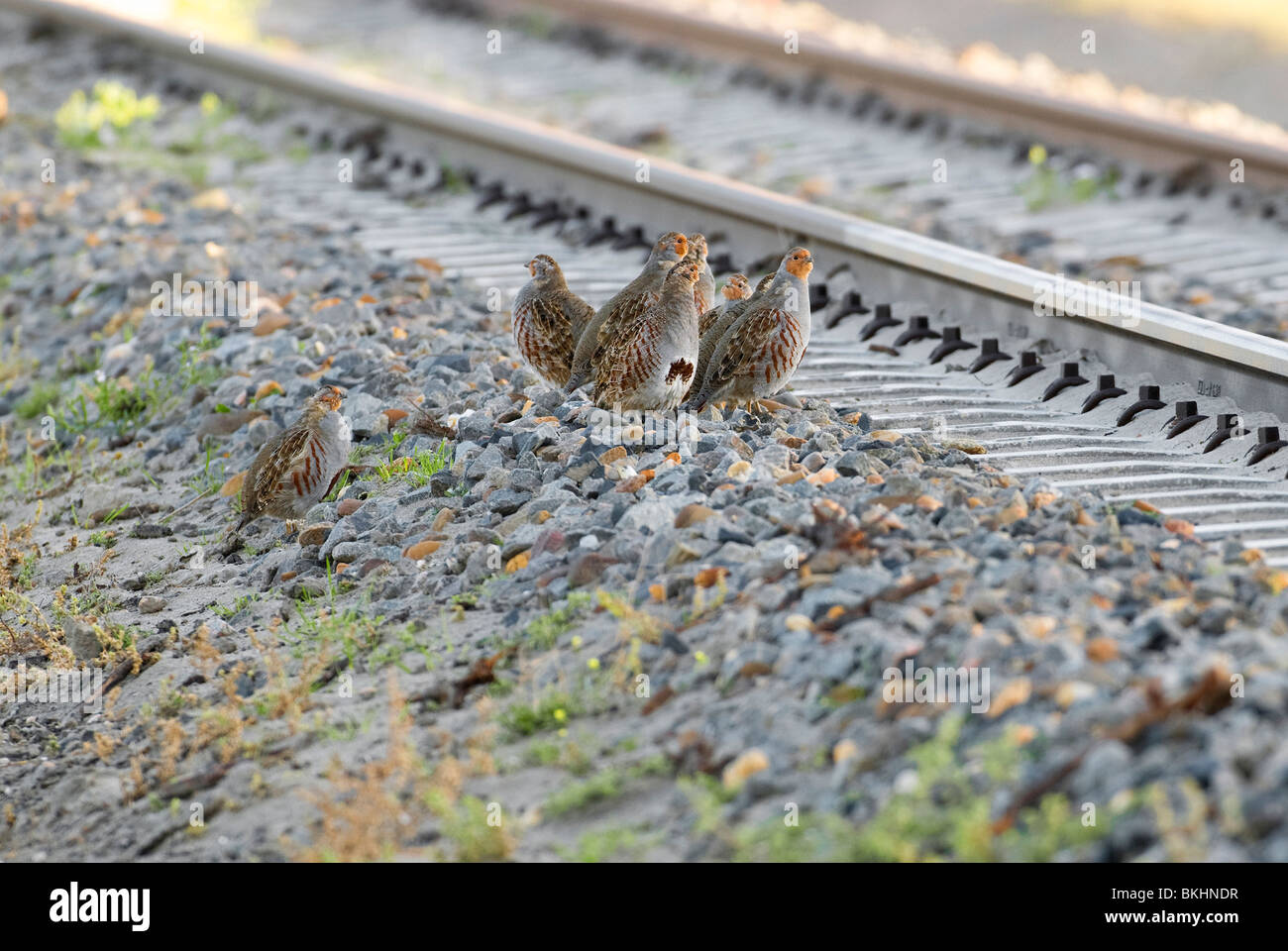 Patrijs; Rebhuhn; Perdix Perdix; Groepje Langs Spoorrails; kleine Gruppe neben Schienen; Stockfoto