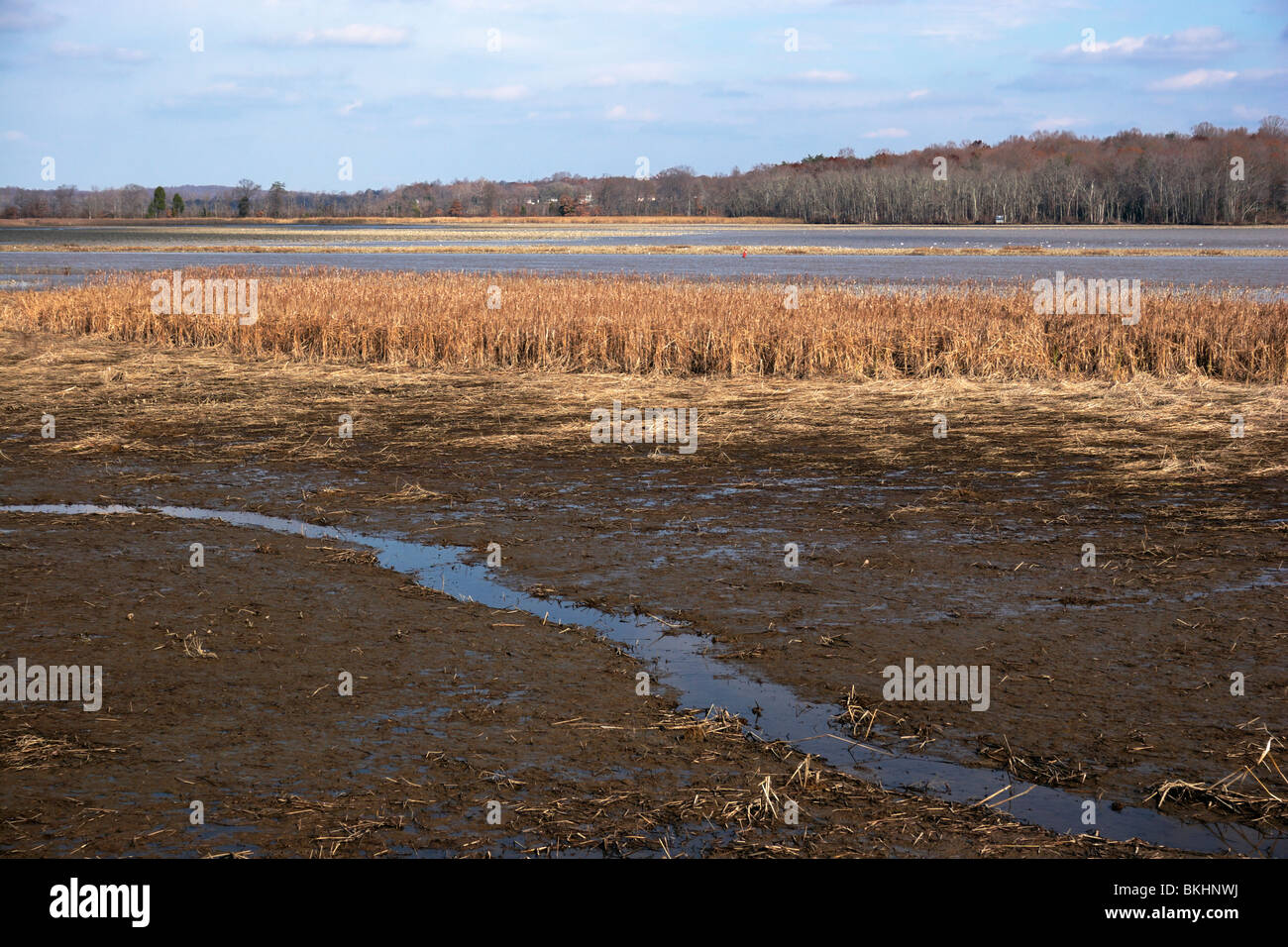 Die Küstenlinie von Patuxent River in die Kanne Bay Feuchtgebiete Sanctuary, Lothian, Maryland. Stockfoto