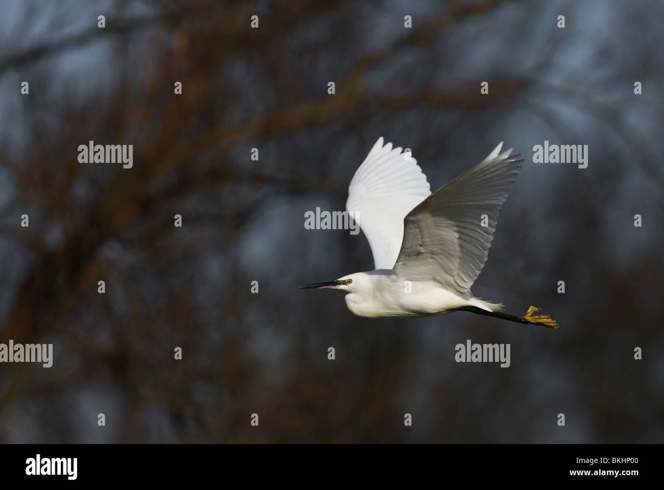 Kleine Zilverreiger; Seidenreiher; Egretta Garzetta; Stockfoto