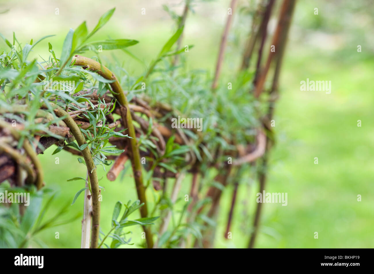 Lebender Weide Zaun in Ryton-Bio-Garten-Center, Warwickshire, England Stockfoto